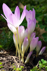 Obraz premium Colchicum autumnale commonly known as autumn crocus, meadow saffron or naked ladies