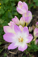 Colchicum autumnale commonly known as autumn crocus, meadow saffron or naked ladies