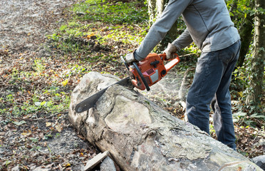A man is sawing a fallen tree.