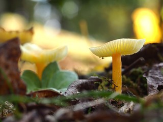 トガリツキミタケ