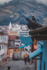 palomas en la ciudad