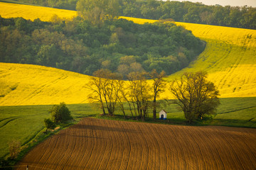 Moravian fields in spring time, green and yellow landscapes in Czech Republic has awesome structure