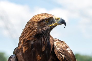 The golden eagle. King of the air 