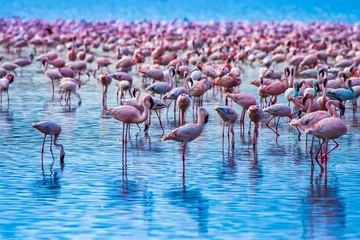 Fototapeten Afrikanische Rosaflamingos. Rosa Flamingos auf Wasserhintergrund. Flamingos stehen im blauen Meer. Anmutige Vögel an einer Wasserstelle. Kenia. Safari Afrika. Fauna des afrikanischen Kontinents © Grispb