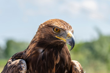 The golden eagle. King of the air 