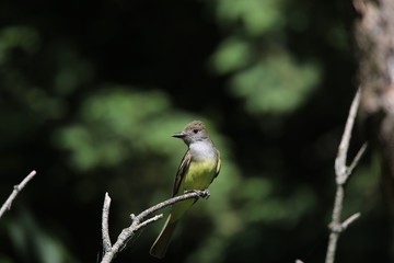 Great crested flycatcher in the spring near the nest