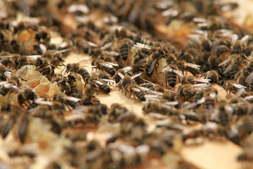 Bienenstock
