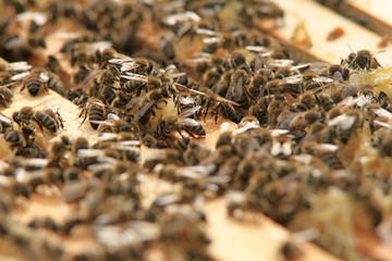 Bienenzucht