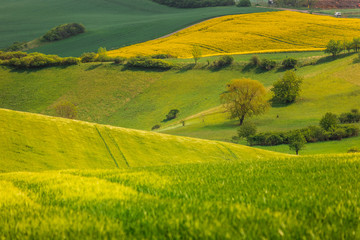 Fototapeta premium Moravian fields in spring time, green and yellow landscapes in Czech Republic has awesome structure