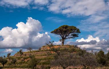 Fototapeta na wymiar paisaje con arbol Mallorca