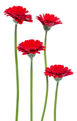 Vertical red gerbera flowers with long stem isolated over white background. Spring bouquet. .