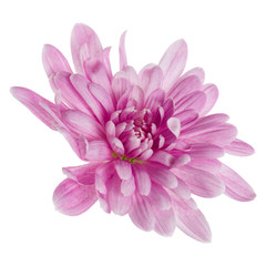 one chrysanthemum flower head isolated over white background closeup. Garden flower, no shadows, top view, flat lay. .