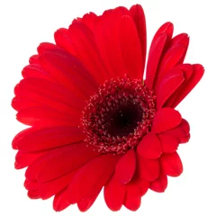Foto auf Acrylglas Antireflex red gerbera flower head isolated over white background closeup. Gerbera in air, without shadow. Top view, flat lay. . © Natika