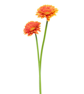 two Vertical orange gerbera flowers with long stem isolated over white background.