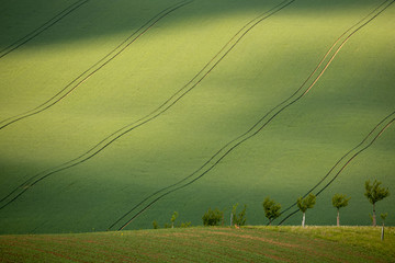 Moravian fields in spring time, green and yellow landscapes in Czech Republic has awesome structure