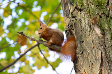 Red squirrel 