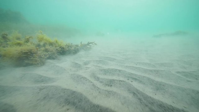 Close up underwater view of sandy ocean floor with seaweeds and seagrass.