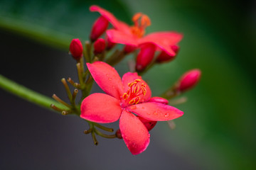 Obraz premium Peregrina