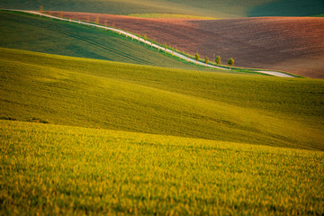 Obraz premium Moravian fields in spring time, green and yellow landscapes in Czech Republic has awesome structure