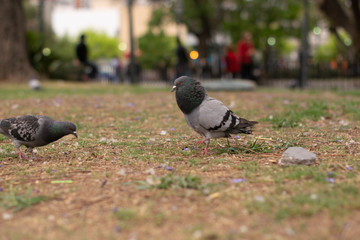 Obraz premium paloma macho