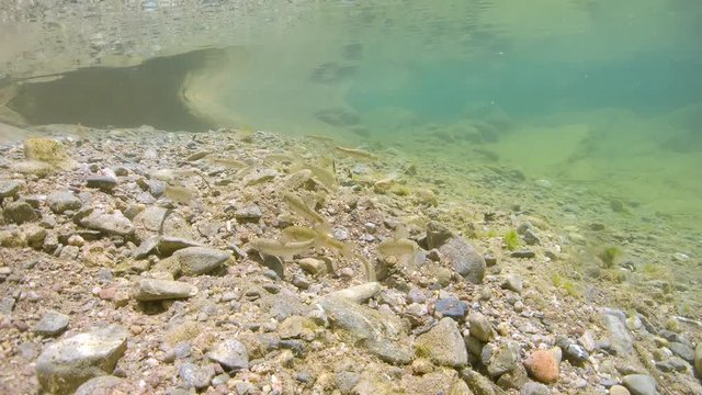 Several freshwater fish (Mediterranean barbel) underwater in a river searching for food on the riverbed, Spain, La Muga, Catalonia, 59.94fps