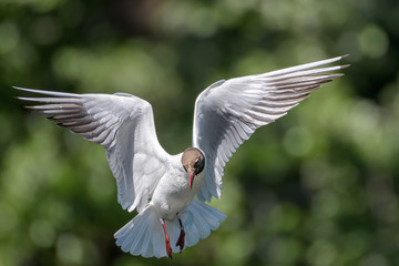 Black-headed gull (Chroicocephalus ridibundus) approaching for a landing on water with its wings opened fully