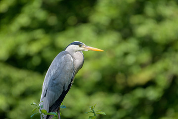 Grey heron (Ardea cinerea) perching in front of a green blurred background in summer