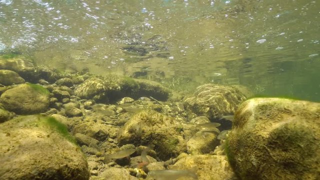 Freshwater fish underwater in a rocky stream, Spain, La Muga river, Catalonia