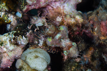 A juvenile scorpionfish, Scorpaenopsis sp., lies in wait for prey on a black sand slope in Indonesia. This is just one of many well-camouflaged predators found on or near Pacific coral reefs.