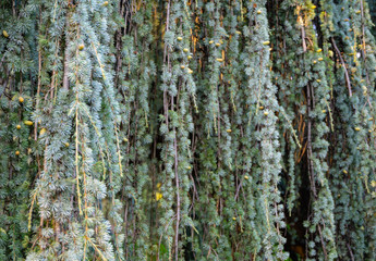 Obraz premium Close-up of branches and cones of Majestic Weeping Blue Atlas cedar (Cedrus atlantica Glauca Pendula in Crimea.