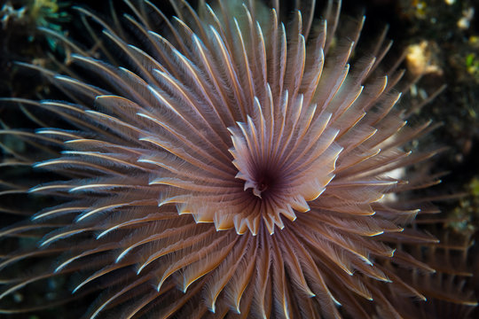 A Feather duster worm's tentacles form an almost perfect spiral as it grows on a coral reef in Indonesia. These are polychaete worms that are commonly found on tropical coral reefs.