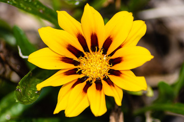Daisy