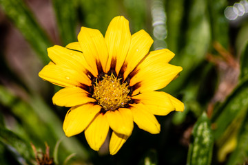 Daisy