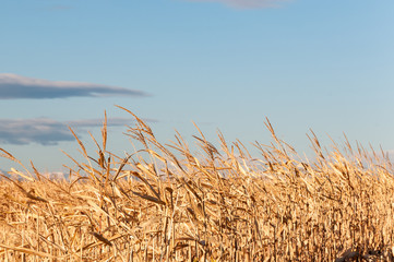Cornfield under the Rocky Mountains in Colorado, USA