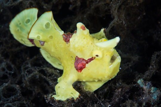 A brightly colored Warty frogfish, Antennarius maculatus, waits to ambush small prey on a black sand slope off Pulau Sangeang in Indonesia. Frogfish use a modified spine as a lure to attract prey.