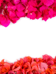 Flatlay of flowers and leaves of bougainvillea. Botanical Mockup