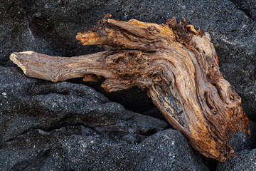 Piece of an old tree trunk on a black rock