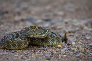 Hissing Rattlesnake