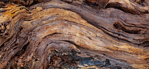 Texture of an old tree trunk washed up in ocean