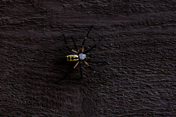Garden Spider