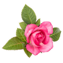 one pink rose flower with leaves isolated on white background cutout