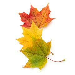 Obraz premium colorful autumn maple leaf isolated on white background