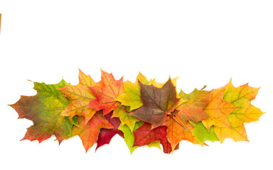 colorful autumn maple leaf isolated on white background