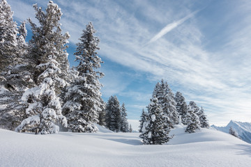 Winterwald im Zillertal in Tirol