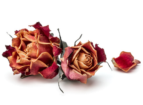 Dried roses Stock Photo by ©nito103 5314107