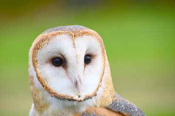 owl, barn owl, nature, bird, beige, white, predator, falconry, prey, face, white, brown,  animal, 