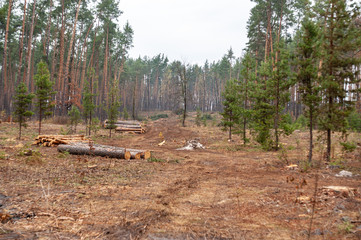 Deforestation: tree trunks lays on the ground that have being a forest