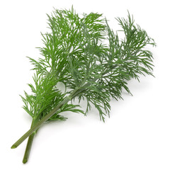 Close up shot of branch of fresh green dill herb leaves isolated on white background