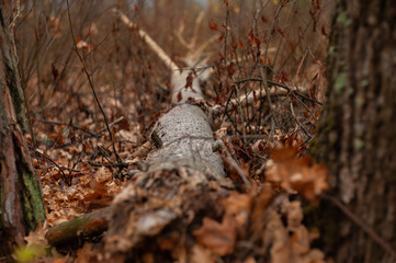  fallen tree trunk and lots of fallen oak leaves all around