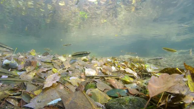 Fallen leaves on riverbed and minnow fish underwater, Le Tech river, France, Pyrenees-Orientales, Occitanie, 59.94fps